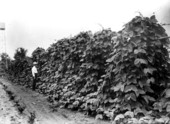 China beans on the horticultural grounds