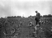Corn Club boy showing county agent that he had properly cultivated his corn.