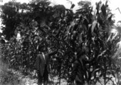 People looking at stalks of corn - Gainesville, Florida.