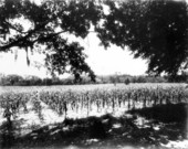 Corn field - Melrose, Florida