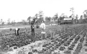 Packing lettuce on the Montrose Farm - Palatka, Florida