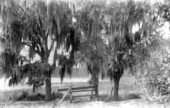 View of trees - Apopka, Florida
