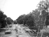 Picking fruit in Waverly Growers Co-op groves