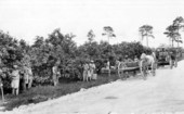 Picking grapefruit in Coral Gables