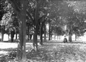 4 adults, 3 boys and a dog in a citrus grove