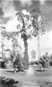 Various trees - Coral Gables, Florida