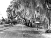 Looking down a country road, with bridge over Cross Creek in the distance - Cross Creek, Florida