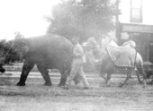 Elephant and camel in parade - Eustis, Florida