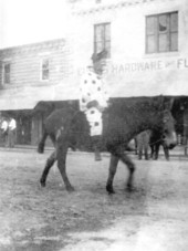 Clown riding a mule in Washington's Birthday parade - Eustis, Florida
