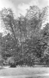 Bamboo in Florida