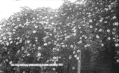 Cherokee rosebush in bloom - Orlando, Florida