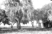 View through the live oaks of Tampa Bay from Fort Brooke
