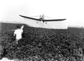 Piper aircraft, the Pawnee, at work dusting crops - Vero Beach, Florida