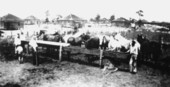 Workers quarters and live stock pen - Munson, Florida