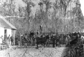 Outside sawmill owned by G. M. Albert Brown - Anthony, Florida
