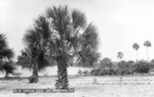 Tropical scene from the shore of Lake Minnehaha - Maitland, Florida