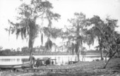 Cypress trees on Lake Osceola - Orange County, Florida