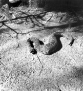 Rattlesnake soon after feeding