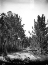 Pearsall family hiking in the woods - Melrose, Florida