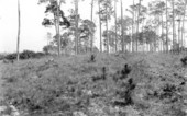 Indian mound - Miami, Florida.