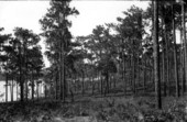 Pine trees - Orlando, Florida