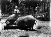 Poland China boars raised by J.C. Herlong - Micanopy, Florida