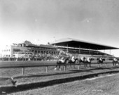 Horses parading to the post at Hialeah Park racetrack - Hialeah, Florida