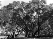 View of Dade Battlefield Historic State Park - Bushnell, Florida
