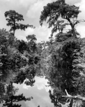 Scenic view of Kitching Creek at the Jonathan Dickinson State Park near Hobe Sound, Florida.