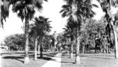 Sidewalk leading to the city park - Tavares, Florida.