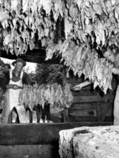 Tobacco workers