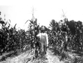 Ed Thompson in his Jefferson County corn field