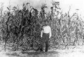 Man standing in front of corn field - Panama City, Florida.