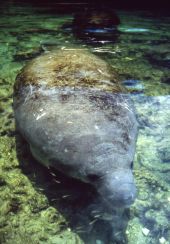 State marine mammal of Florida