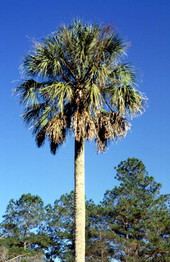 State tree of Florida