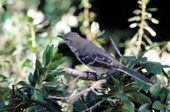 State bird of Florida.