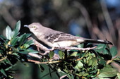 State bird of Florida.