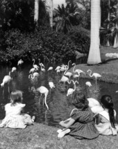Young girls watching flamingos at Sarasota Jungle Gardens - Sarasota, Florida.