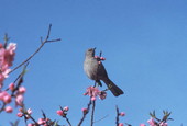 State bird of Florida