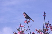 State bird of Florida