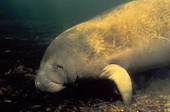 State marine mammal of Florida
