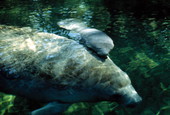 State marine mammals of Florida