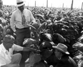 Men discussing things in a field of tobacco
