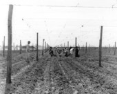 Tobacco workers planting on the farm