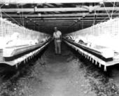 Man collecting eggs - Gadsden County, Florida