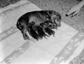 Dog with puppies - Jacksonville, Florida