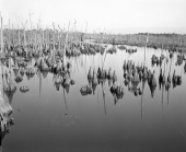 Dead lake with cypress knees