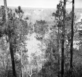 High bluff overlooking the Apalachicola River in the "Garden of Eden"