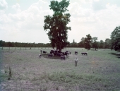Man in field with cattle