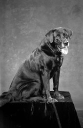 View showing Mrs. Wilbur Jones' dog "Joe" in the photographic studio - Tallahassee, Florida.